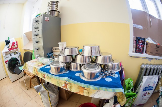 Золотые собаки