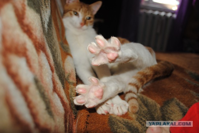Котовторник 04.03.2014