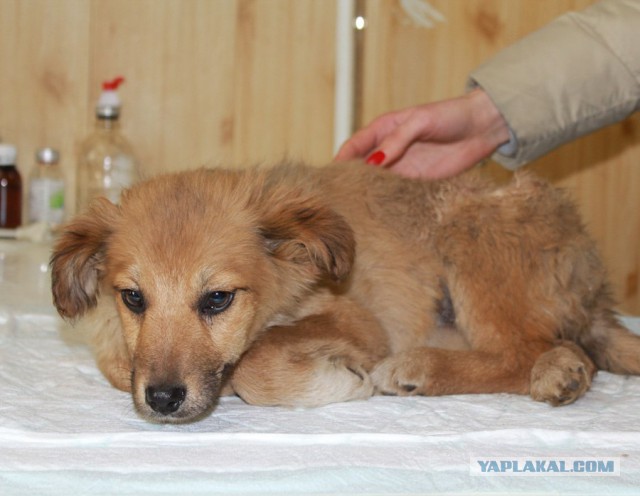 Спасенные собаки