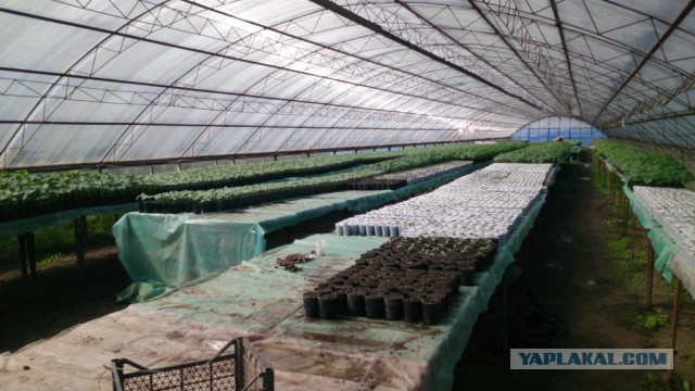 Любителям зелени 2