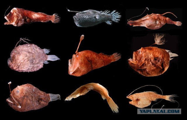 Марианская впадина