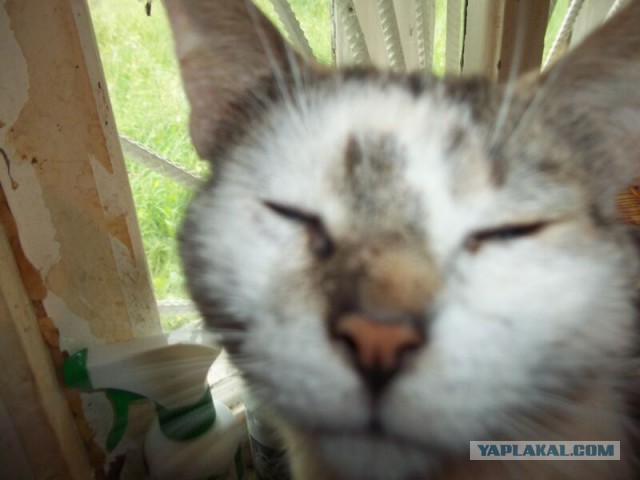 Жизнь домашнего приюта для котеек 14