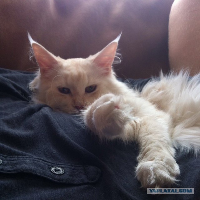 Котовторник  08.07.2014