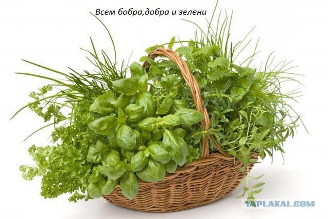 Добряки, плюсующие всех подряд