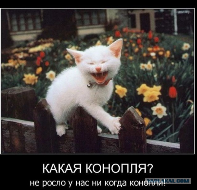 Веселые картинки