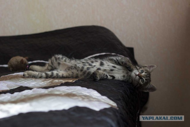Котовторник 20.01.2015