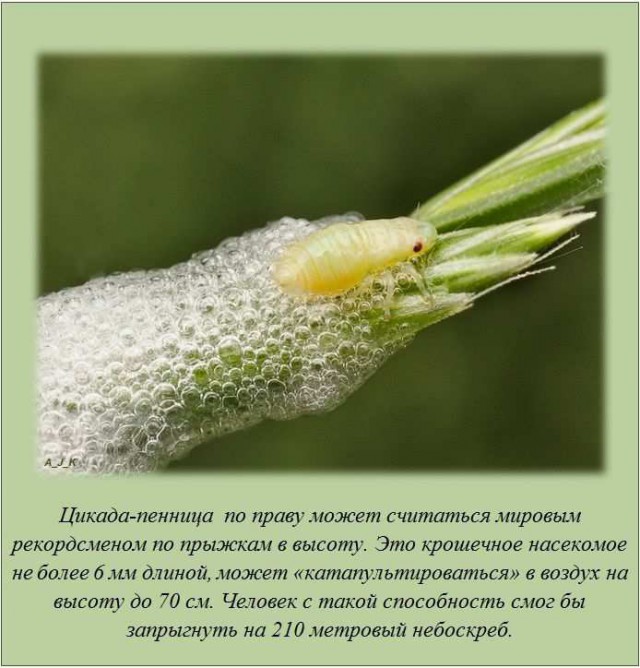 20 фактов обо всем