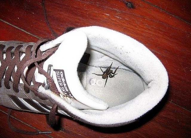 Экзотический животный мир Австралии