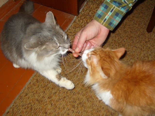 Котовторник 31.03.2015