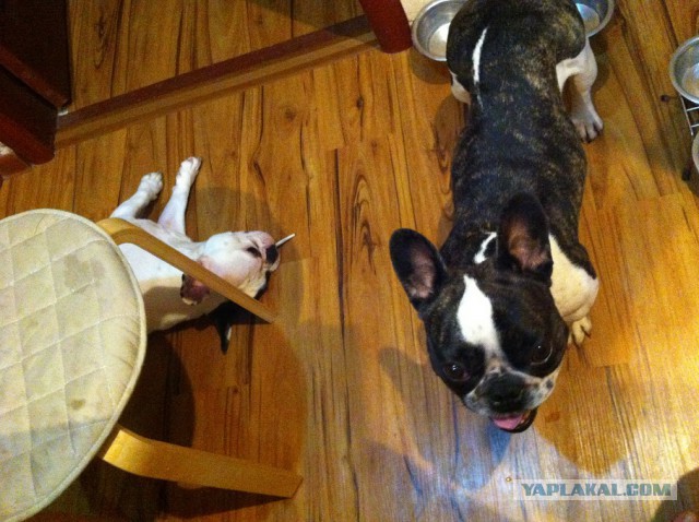 Цобакин четверг