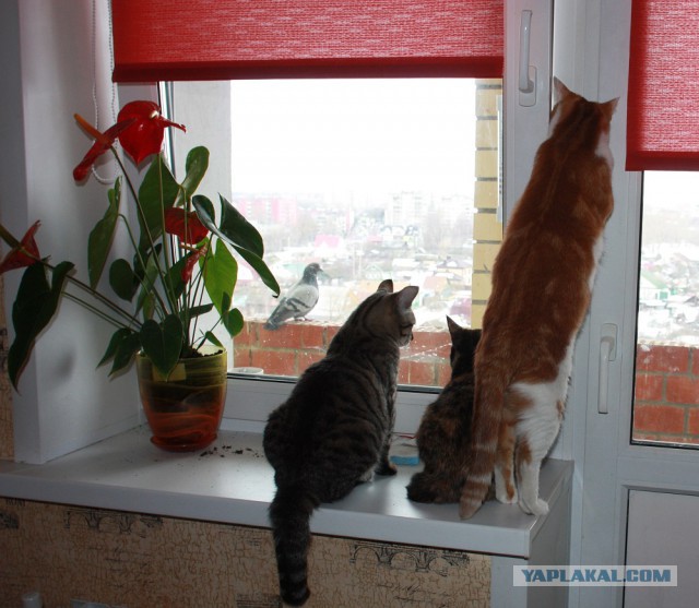 Котовторник 5.05.2015.