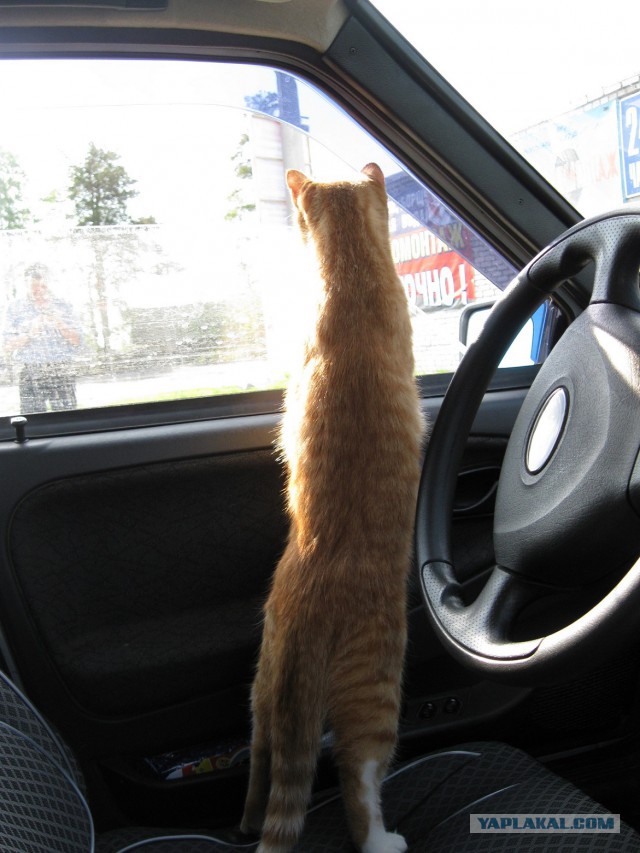 Котовторник