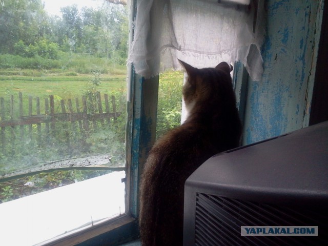 Котовторник 14.07.2015