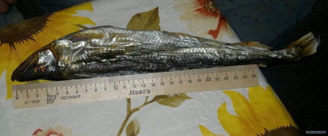 Корюшка зовет! Охота на рыбу-огурец