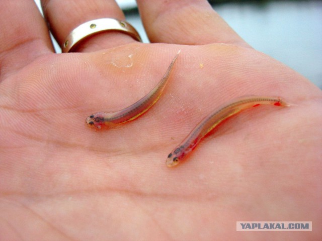 Амазонка – природное чудо планеты