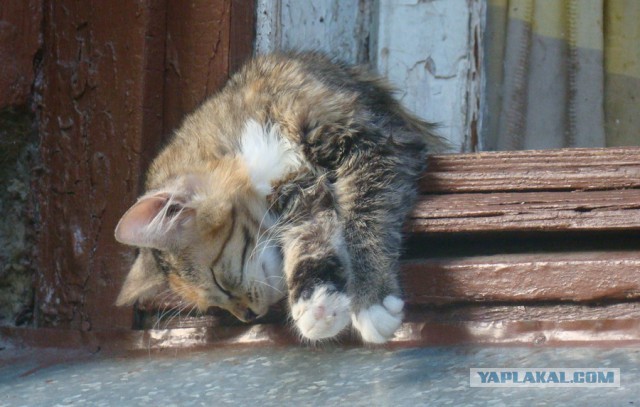 Деревенские коты