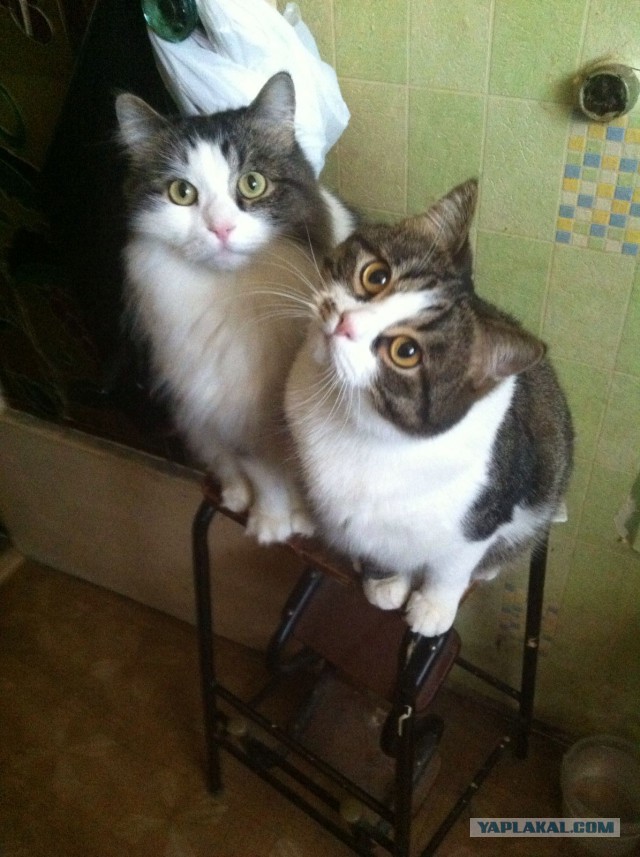 Котовторник