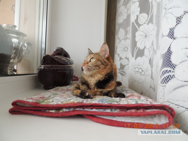 Мои кошки
