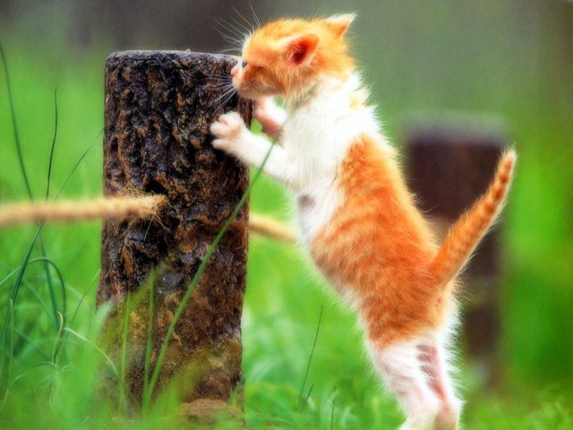 КошкоЛето!