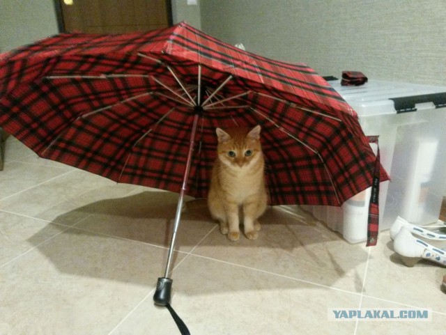 Котовторник 26.07 2016
