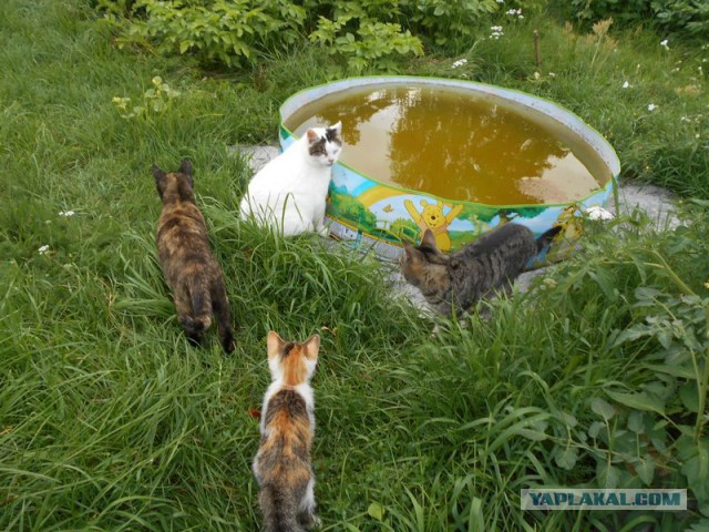 Жизнь домашнего приюта для котеек 125