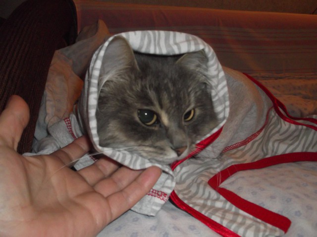 Котовторник 30.08.2016
