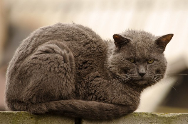 10 брутальных уличных котов