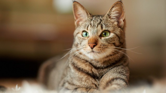Коты из сети