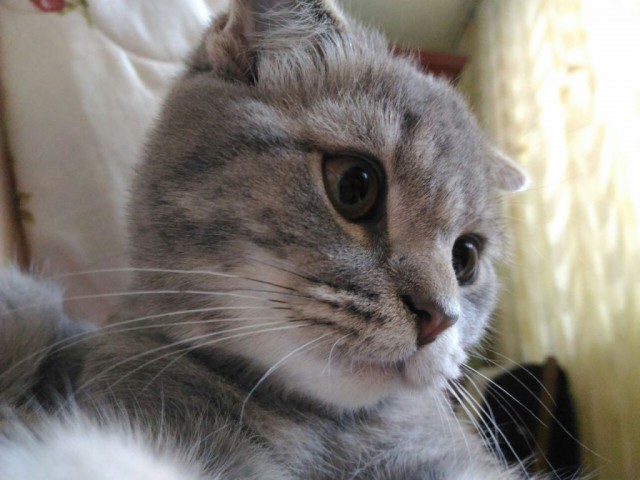 Коты и Кошки