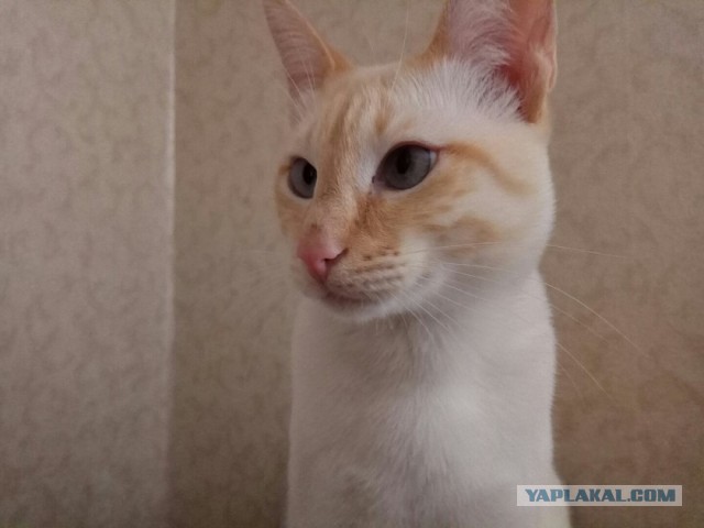 Котовторник 25.04.2017