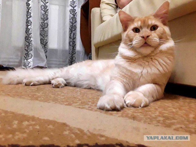 Джокер и его семья