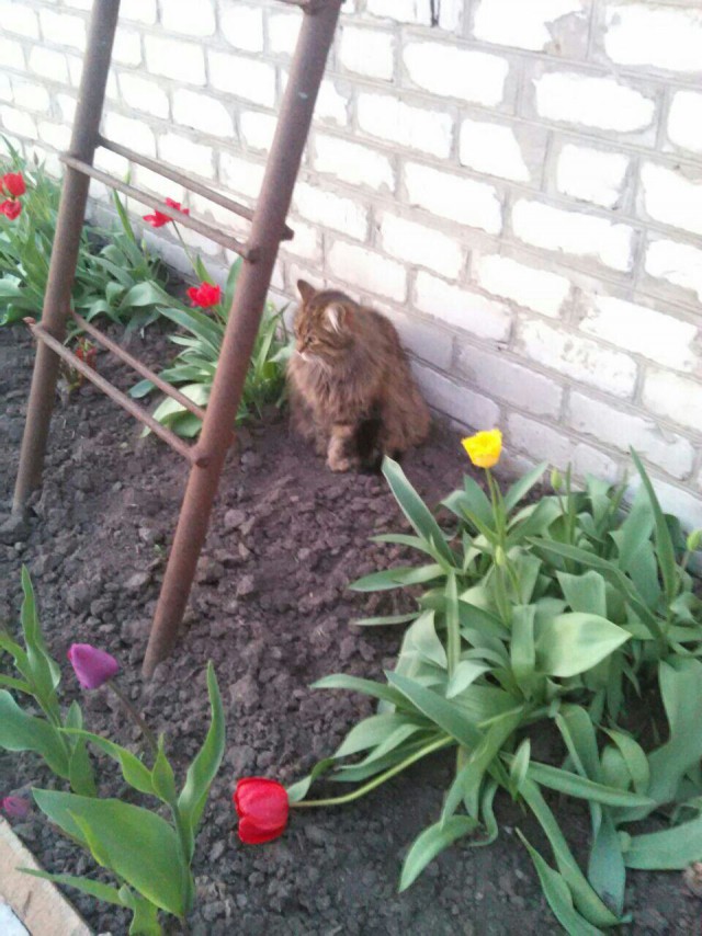 Коты и Кошки