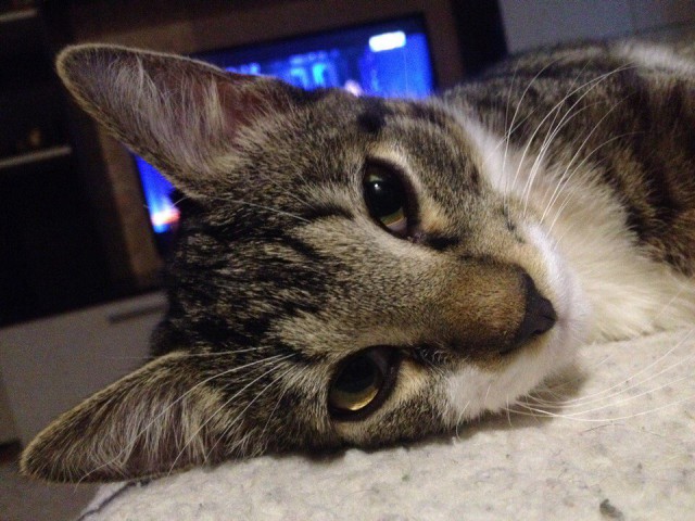 Коты и Кошки