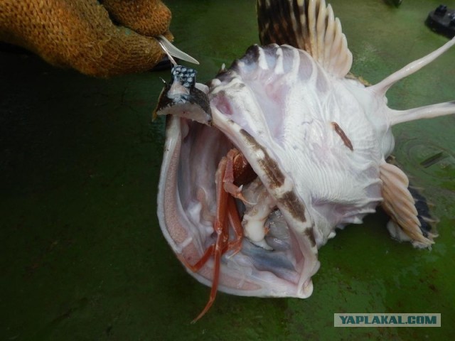 Морское меню Колымского рыбака