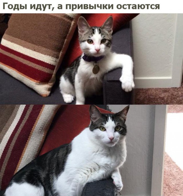 Коты и Кошки