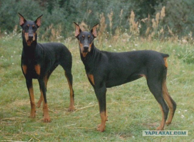 Наши собаки