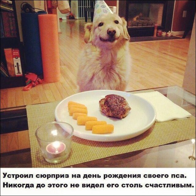 Подборка забавных животных