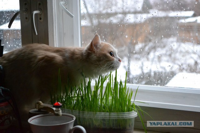 Котовторник  05.12.2017