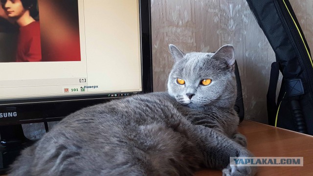 А давайте отвлечемся от политики и всяких прочих санкций, и начнем котовторник 10. 04. 2018