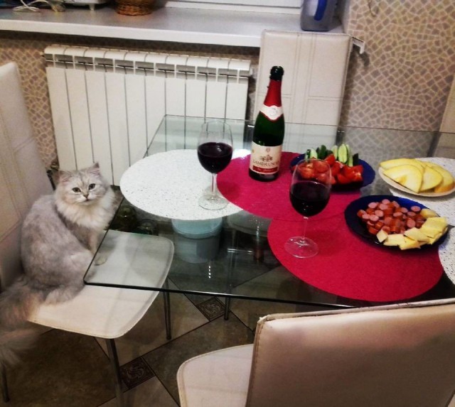 Прикольных котов пост