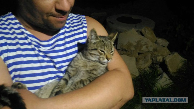 Котовторник 19.06.2018