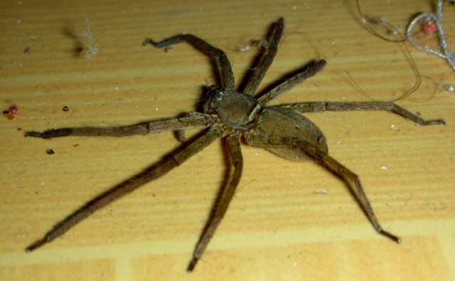 Пауки