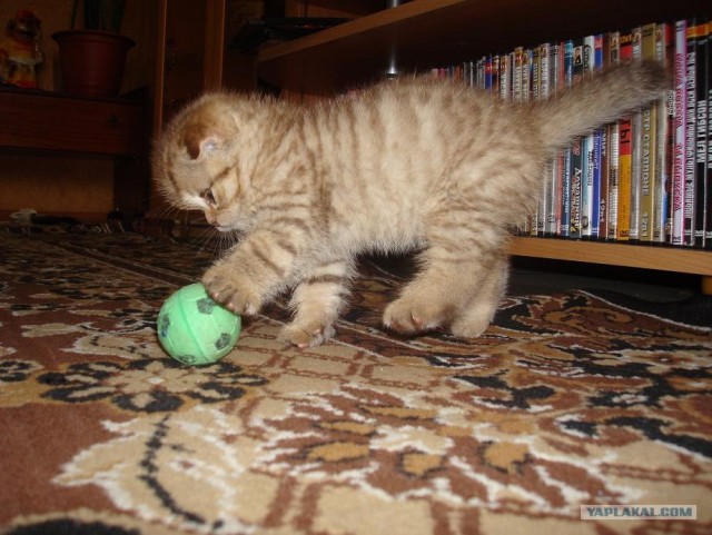 УРРААА ! Котовторник на ЯПлакалъ !