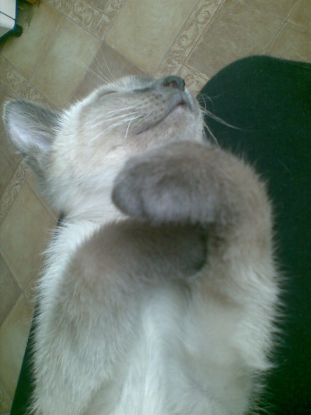Котовторник (02.06.2009)