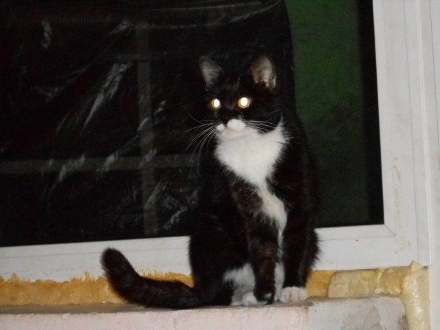 Прикольных котов пост