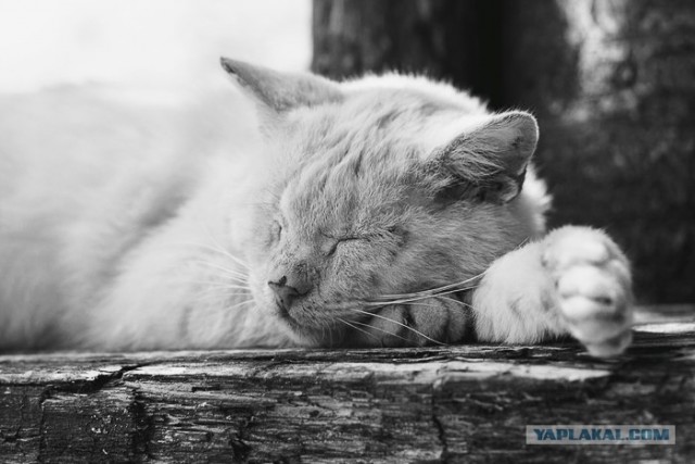 Котовторник на 22 июня