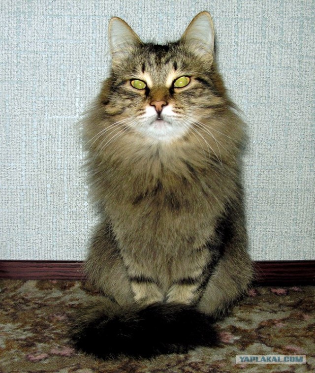 Начинаем котовторник!