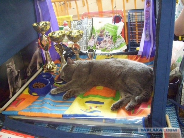 Сонный Котовторник