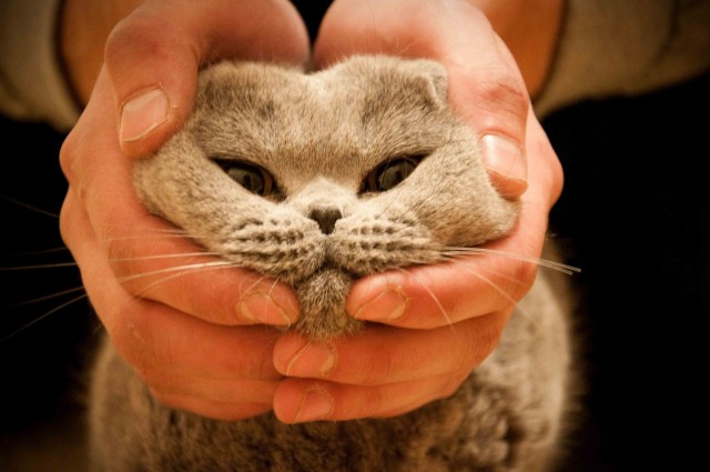 Котовторник (31.01.2012)