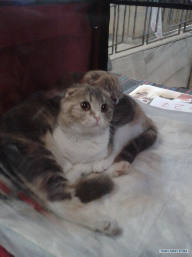 Котовторник 27.03.2012